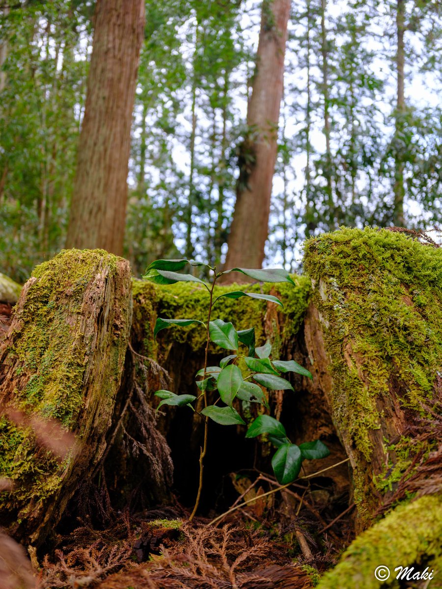 佐藤真紀 tweet media