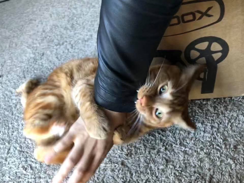 geoff ✈ momocon & combo breaker (??) tweet media