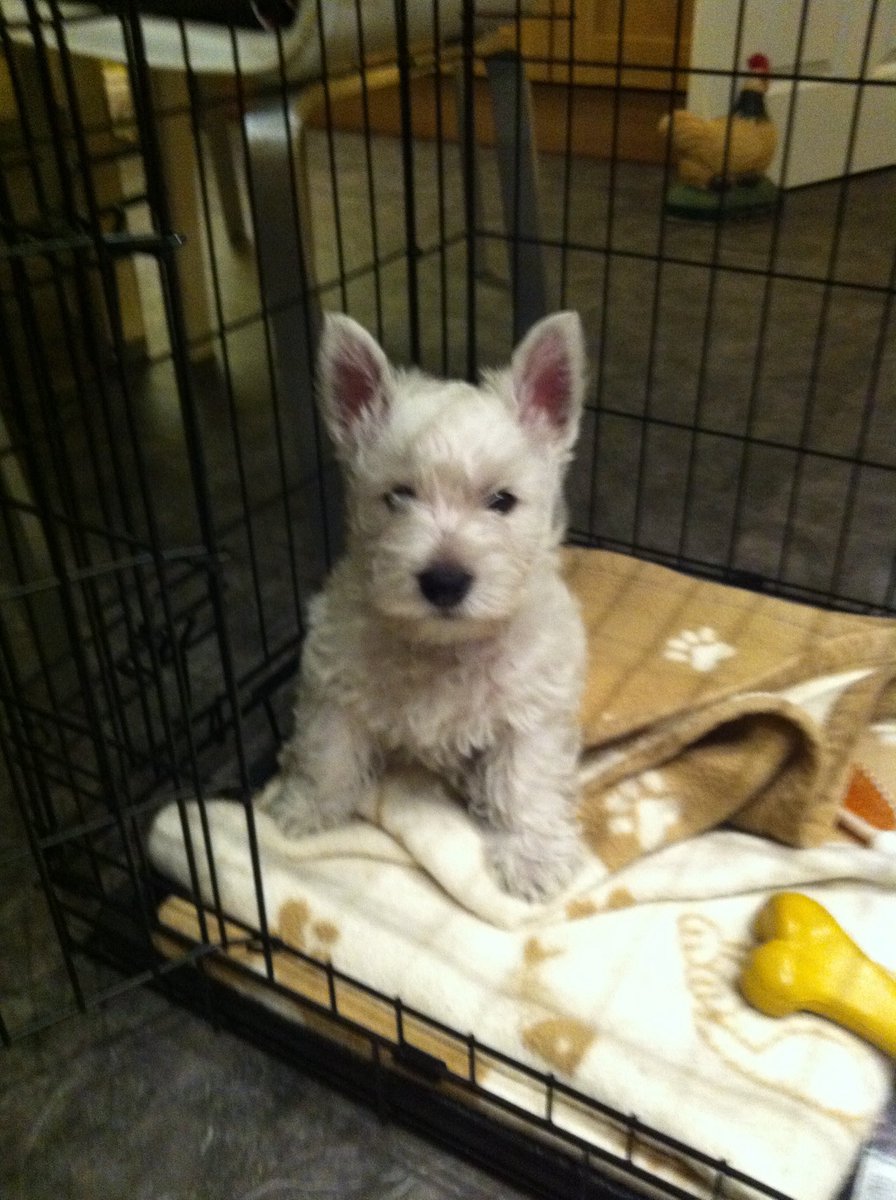 MotherofWesties tweet media