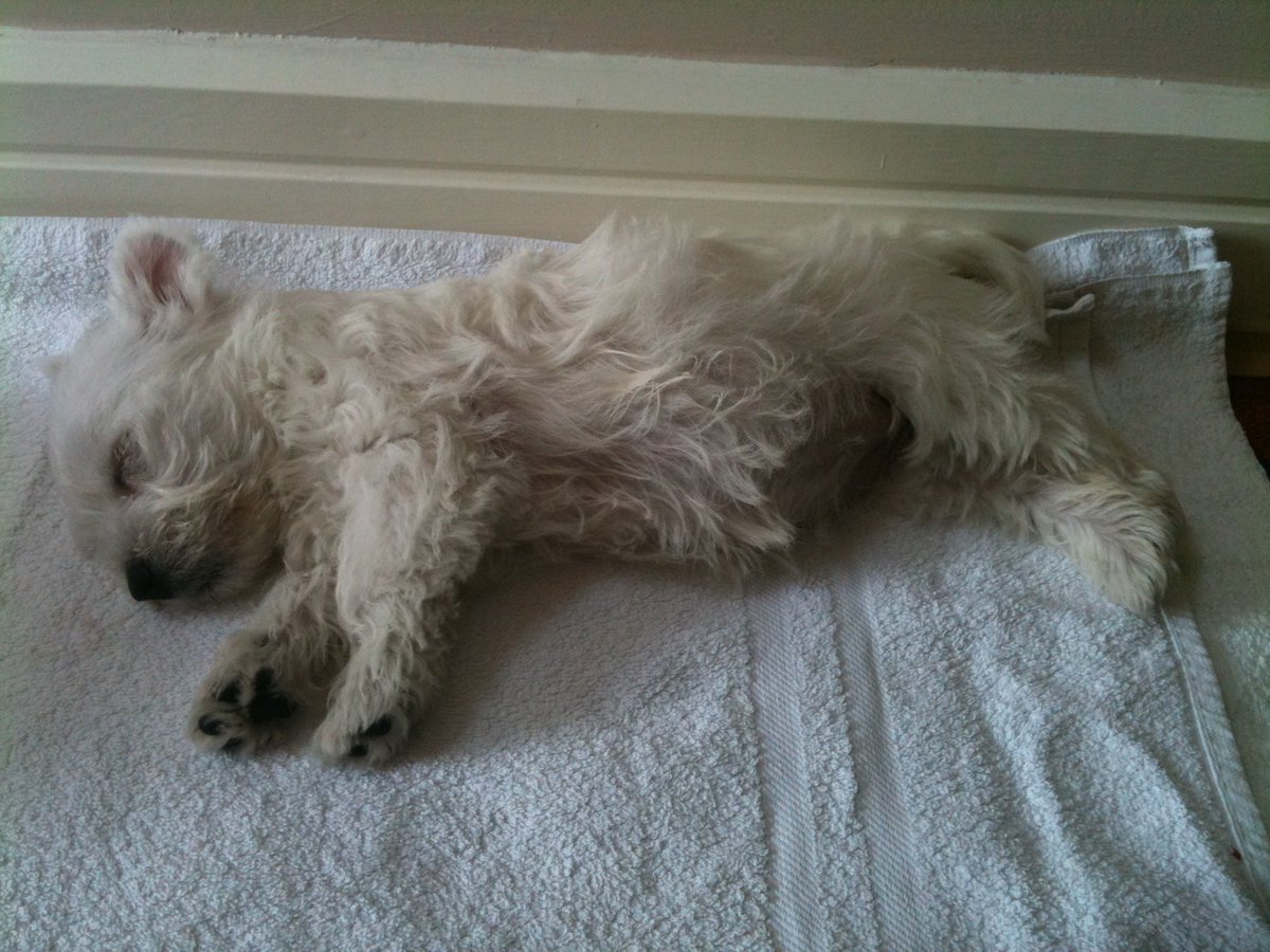 MotherofWesties tweet media