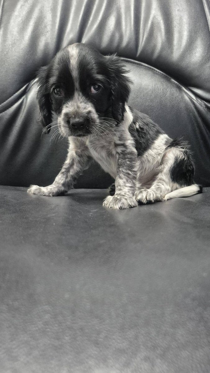 Zülal Kutluer tweet media