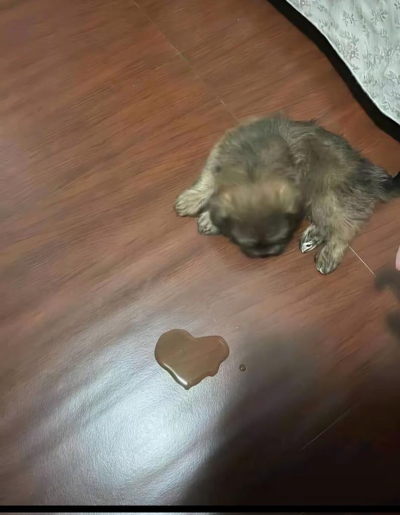 Hasuha Hasu 🐶🕵 😤 cuenta roleplayer, y parodia tweet media