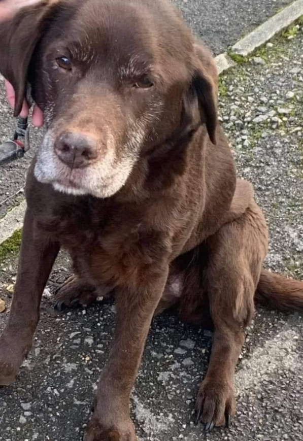 Tweets of Dogs tweet media