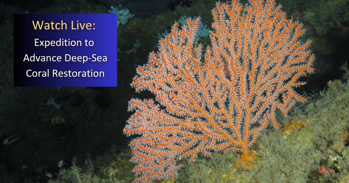 NOAA Ocean Exploration tweet media