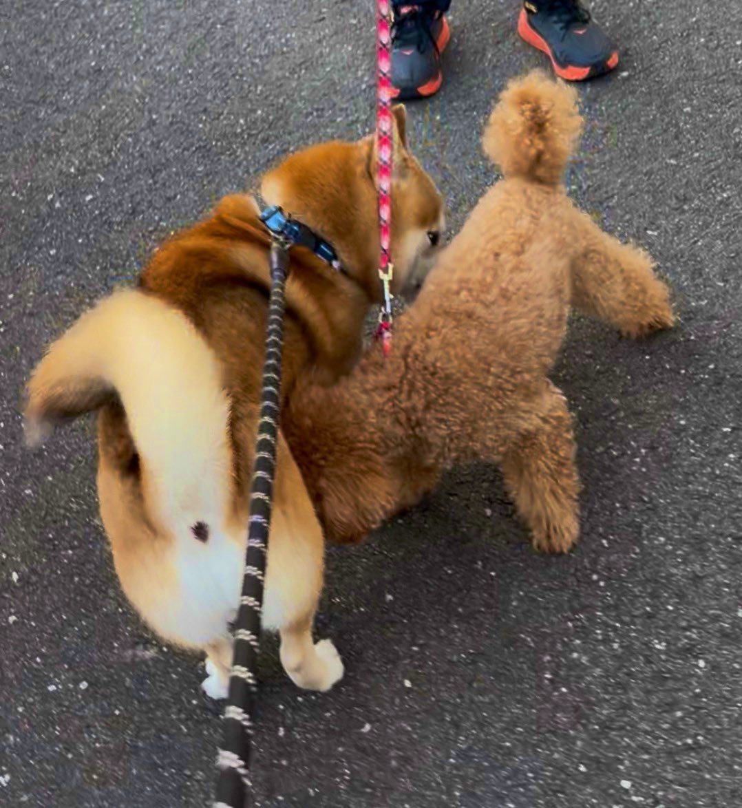 😸愛犬ヤマト tweet media