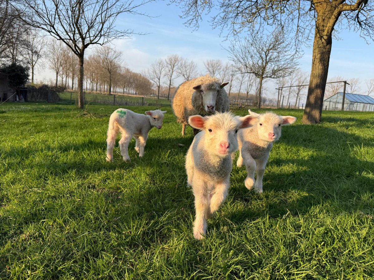 CowSignals Training tweet media