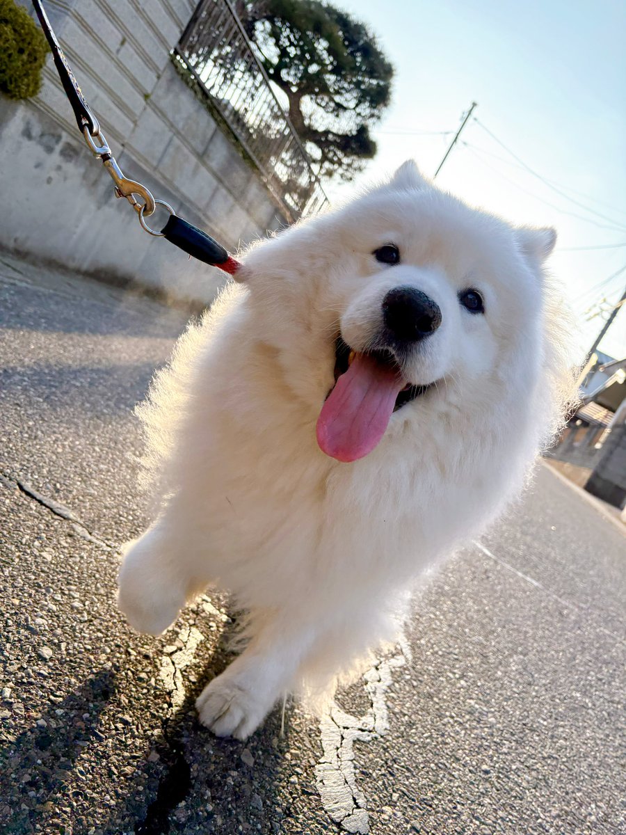 サモエドのサニー tweet media