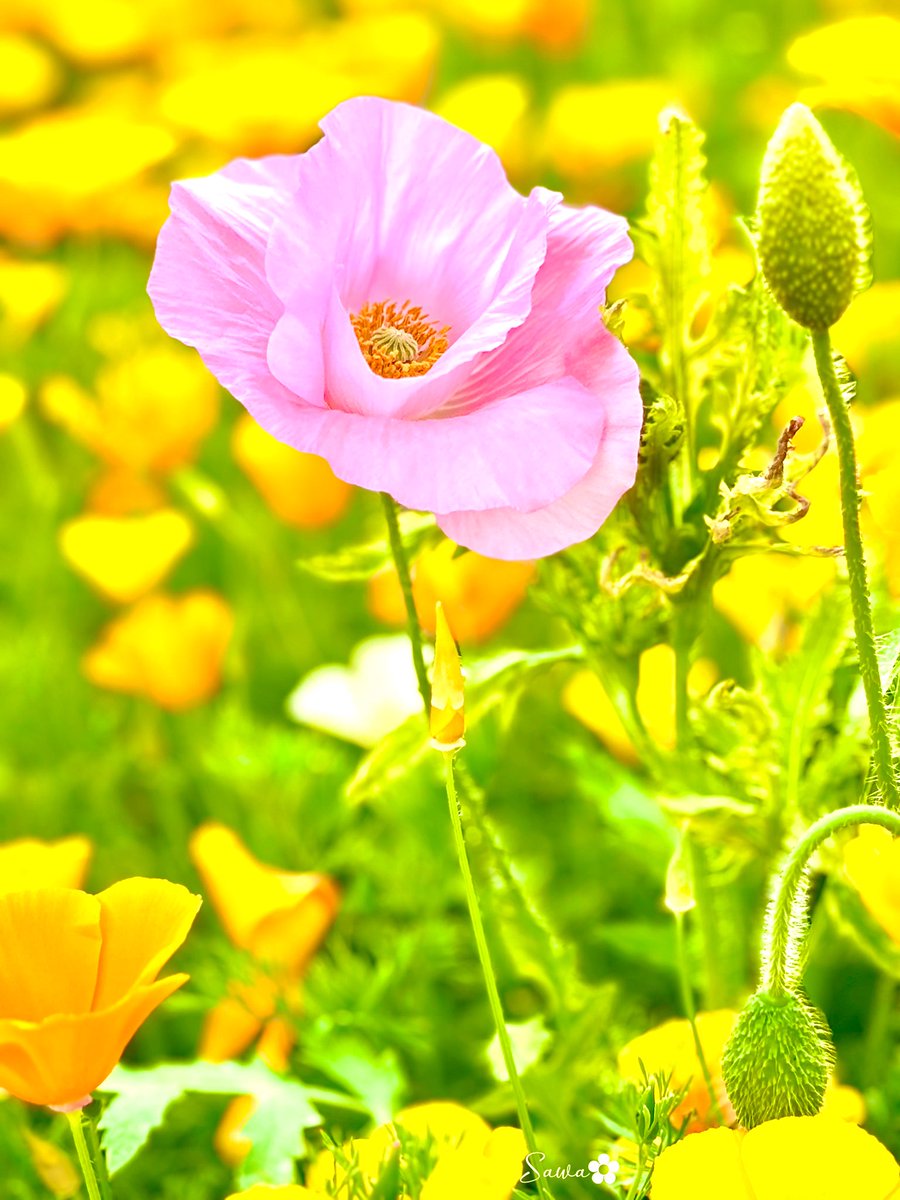 ✿ さわ ✿ tweet media