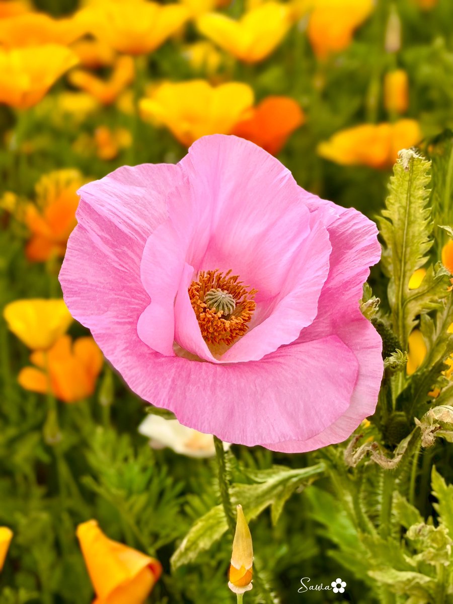 ✿ さわ ✿ tweet media