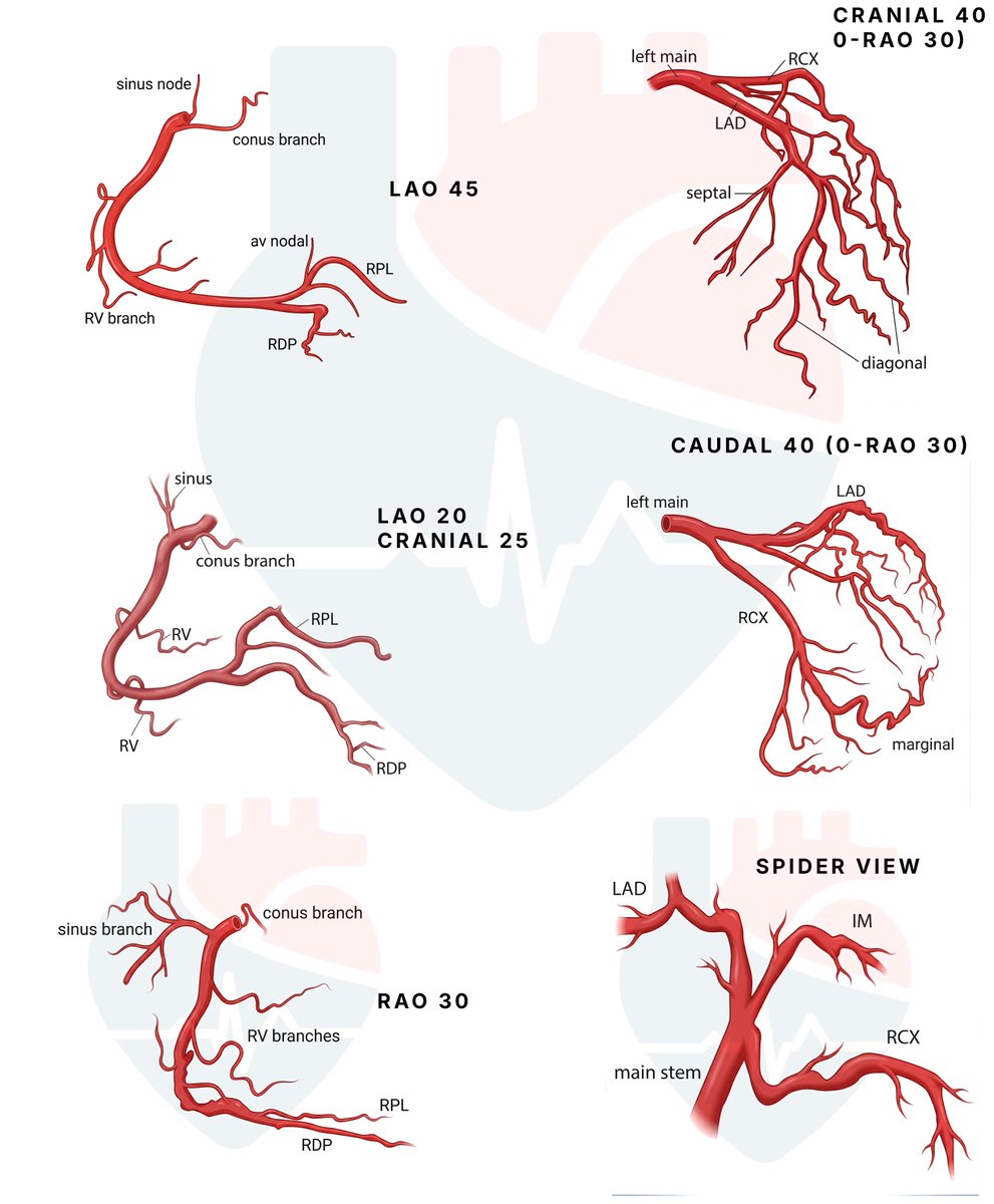 CardioNotion tweet media