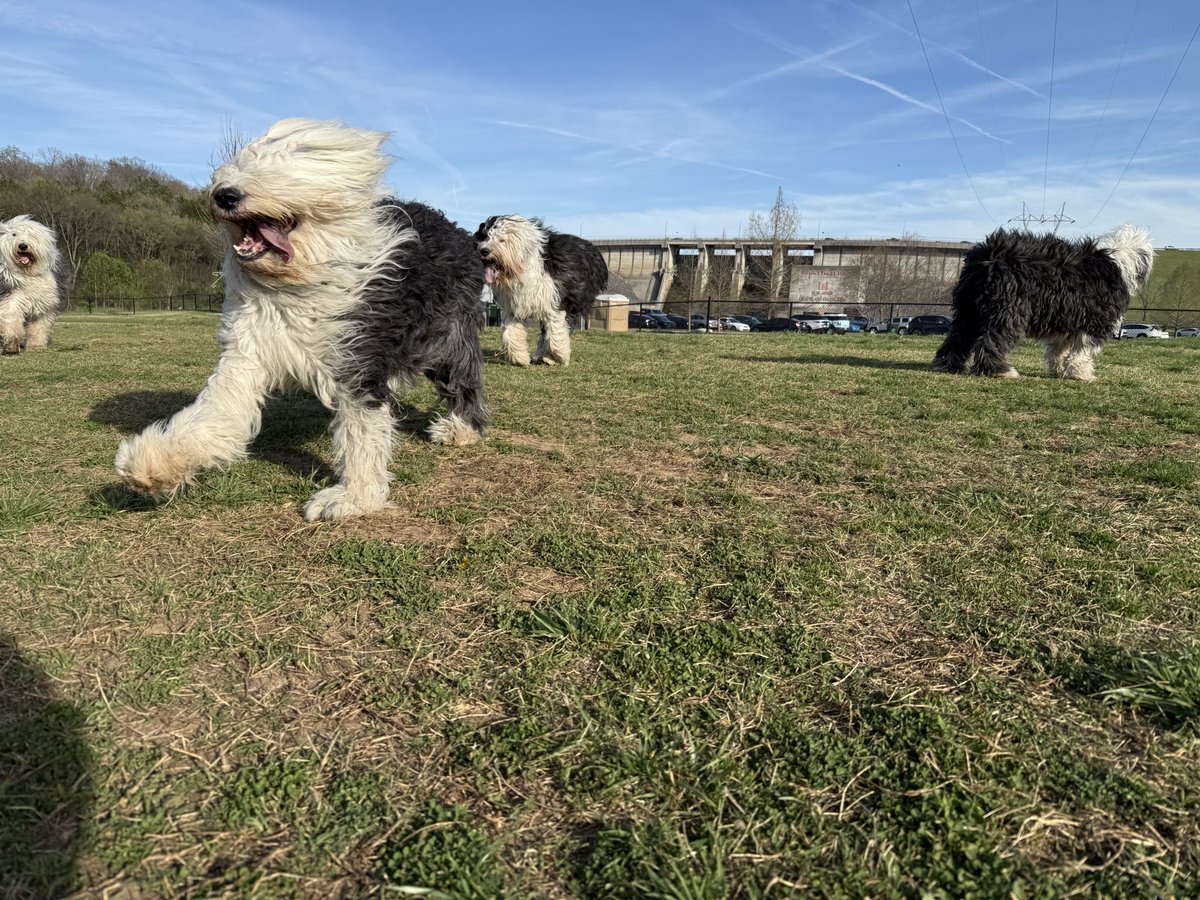 MetzSheepies tweet media