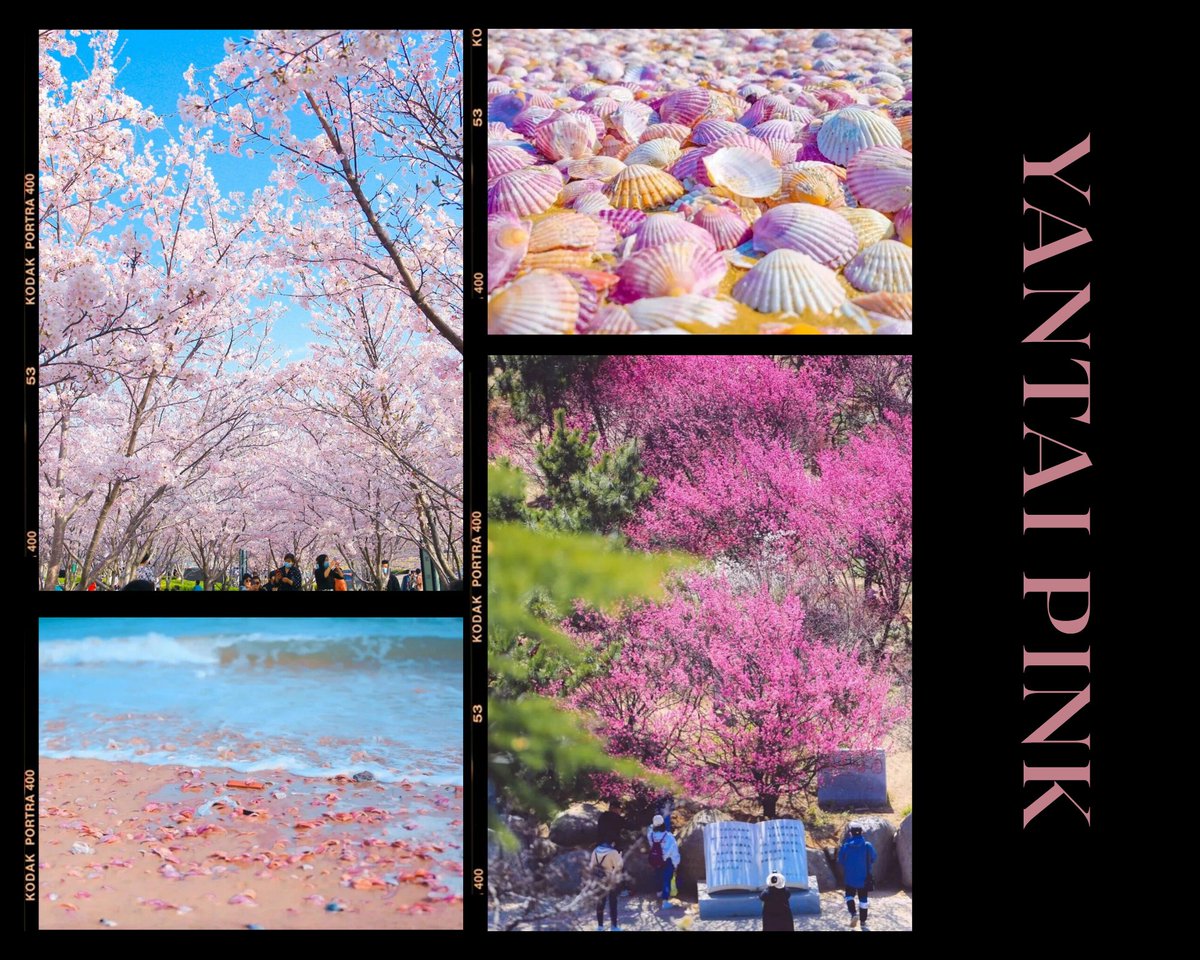 TravelYant95583's tweet image. Spring in Yantai = Colorwalk 🎨
Orange sunsets.
Green mountains.
Blue sea.
Pink blossoms.
Pick a color.
Start walking.
#Yantai #Colorwalk #SpringInYantai #VisitYantai
