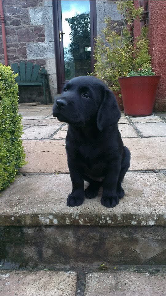 Harris Hound 🌈 SayNoToGreyhoundRacingInScotland tweet media