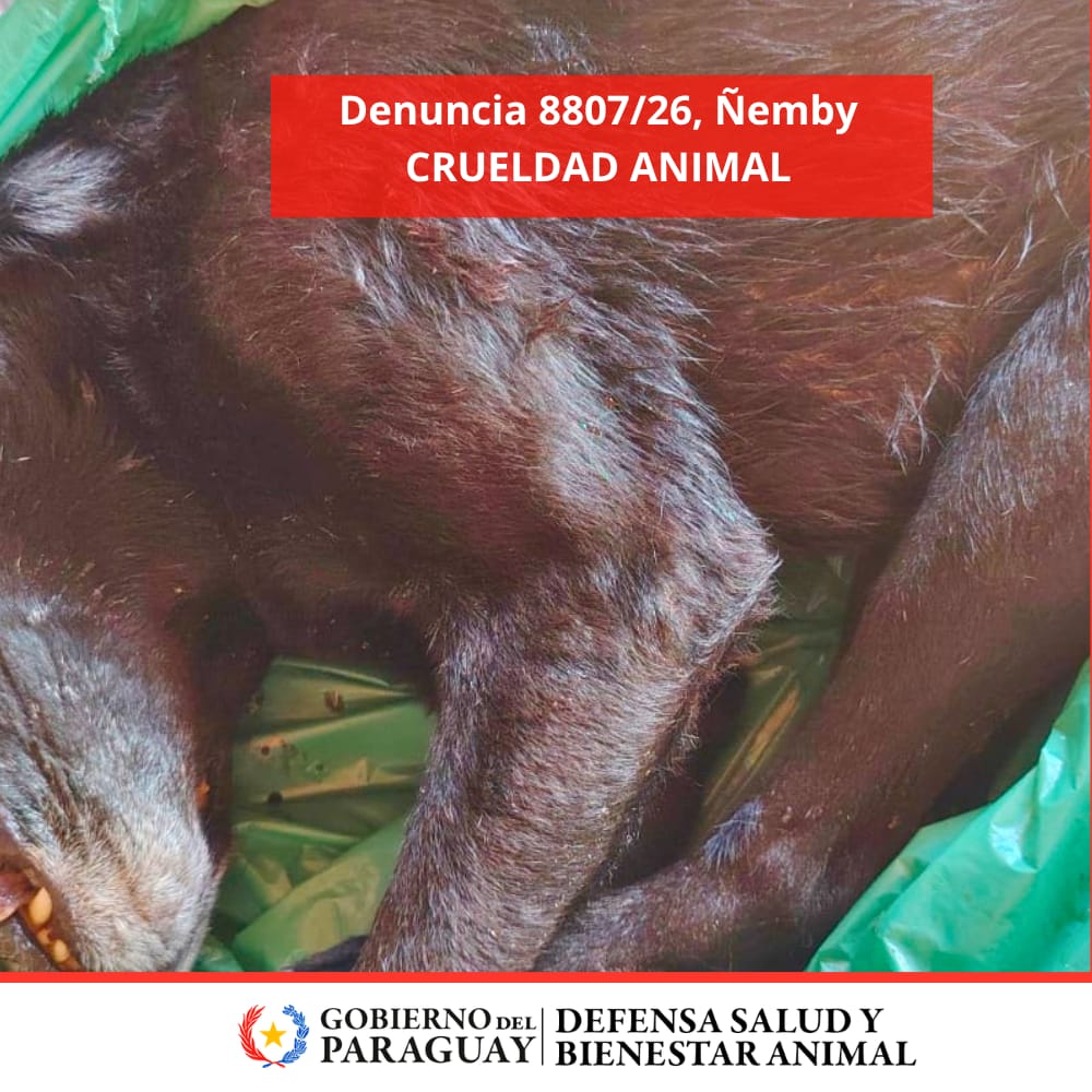 Dirección Nacional de Defensa Animal tweet media