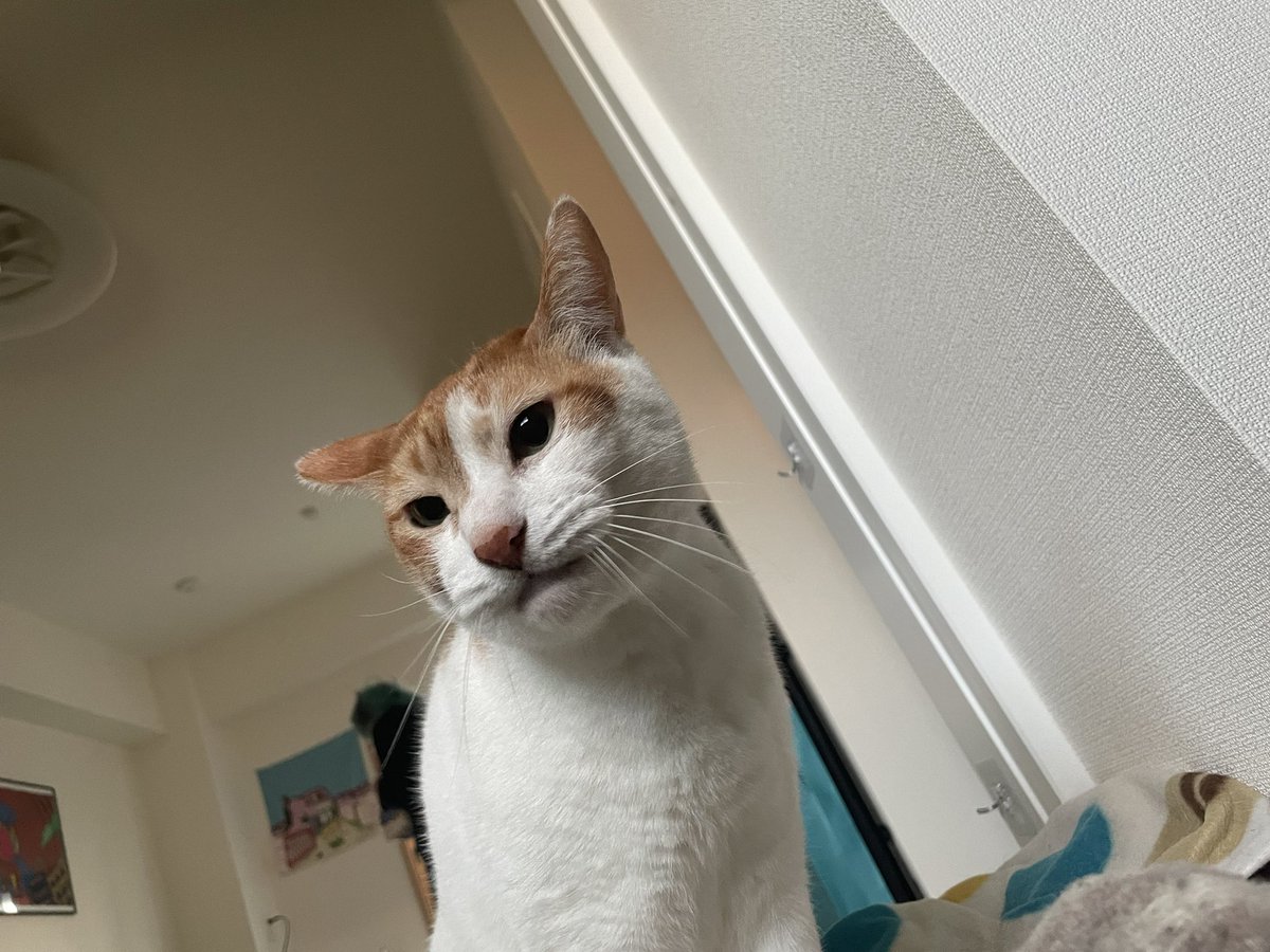 チャー坊 tweet media