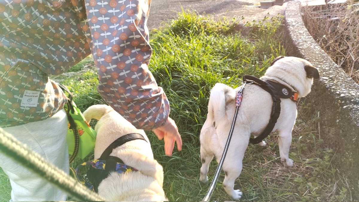 いんでぃ tweet media