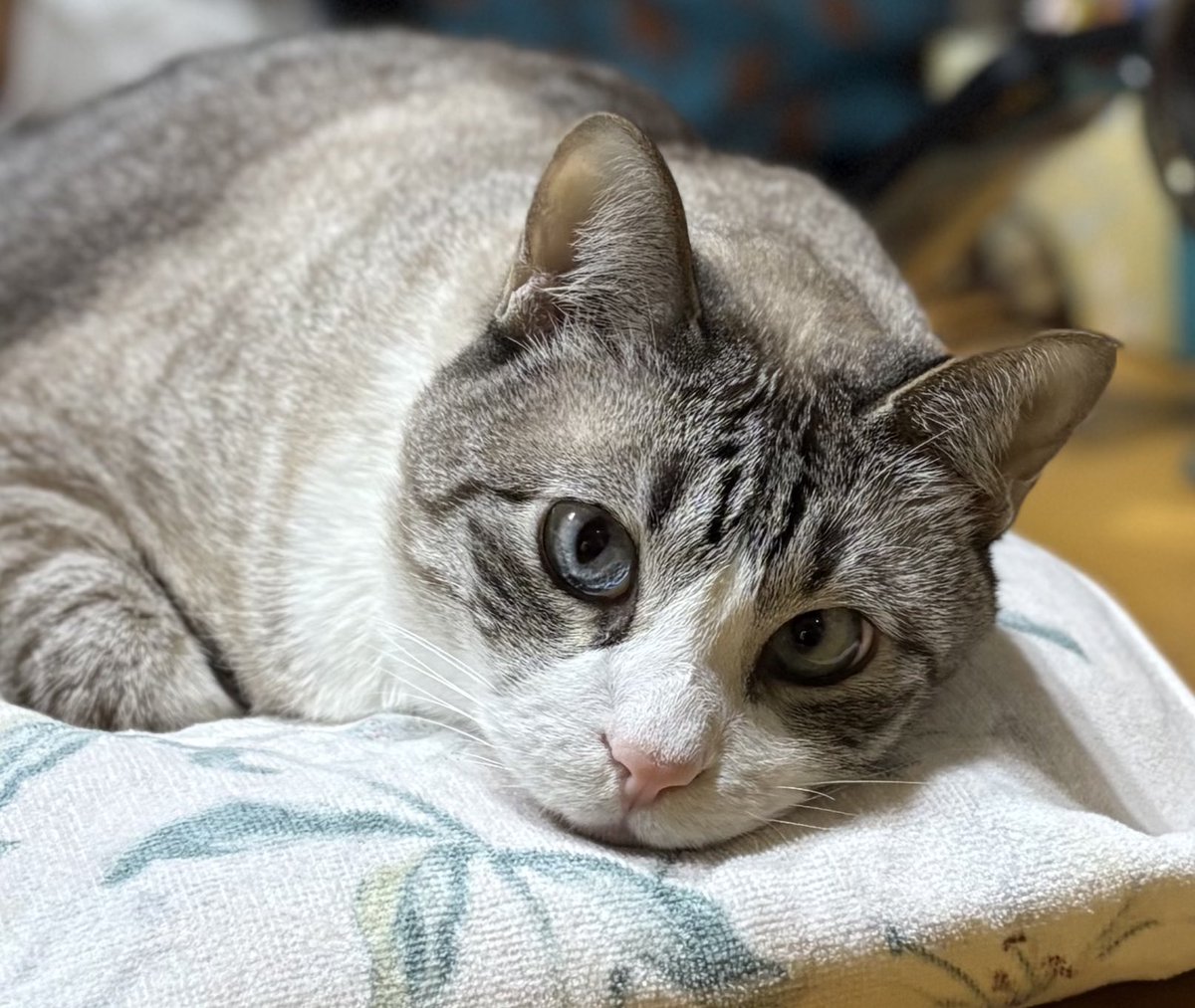 ずんた★もっち tweet media