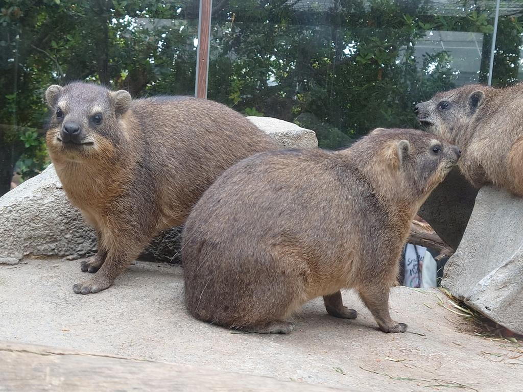 カッパさん tweet media