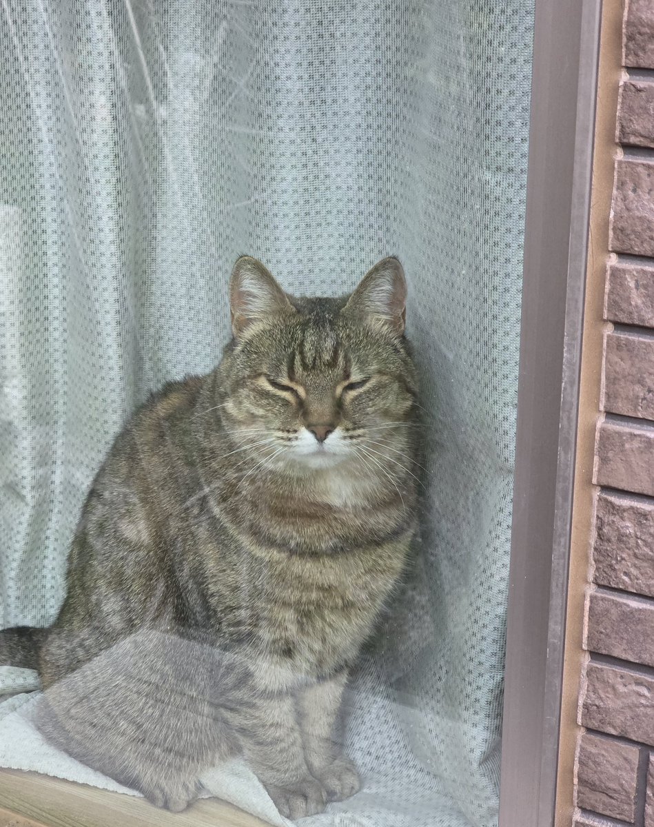 pon3767's tweet image. 今朝のお見送りニャルソック👀✨

猫も何だか眠そう😂

 #キジトラ  #ニャルソック