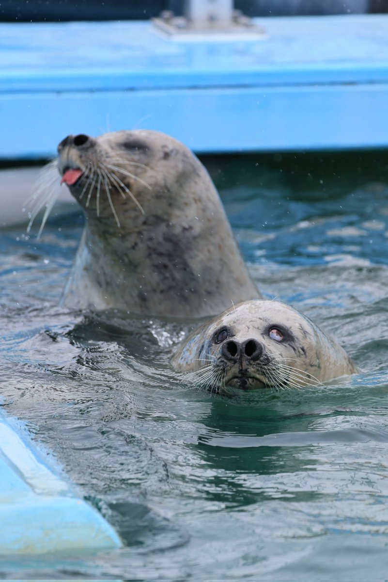 🦭ウィスタリア🦭 tweet media