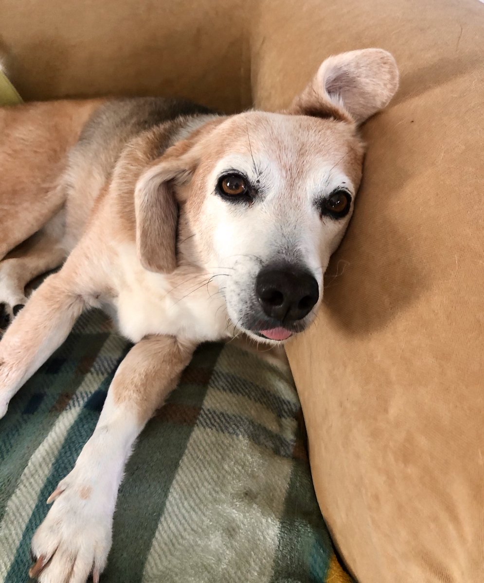 Boomer the Beagle tweet media