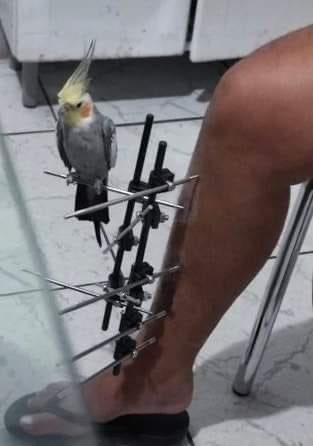 isso é o mais puro suco do Brasil tweet media