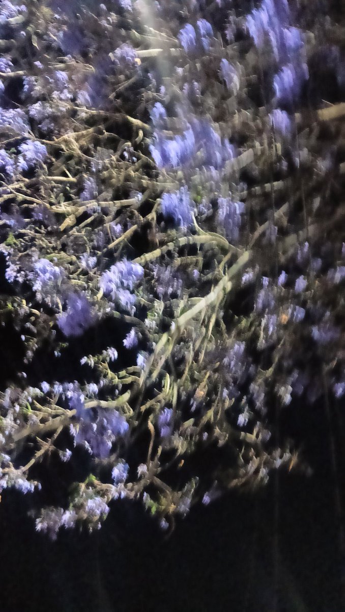 🌻🌱 tweet media