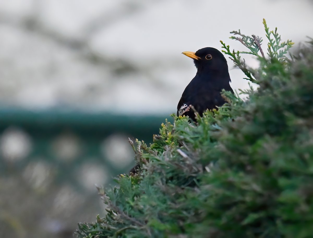 Carl Bovis tweet media