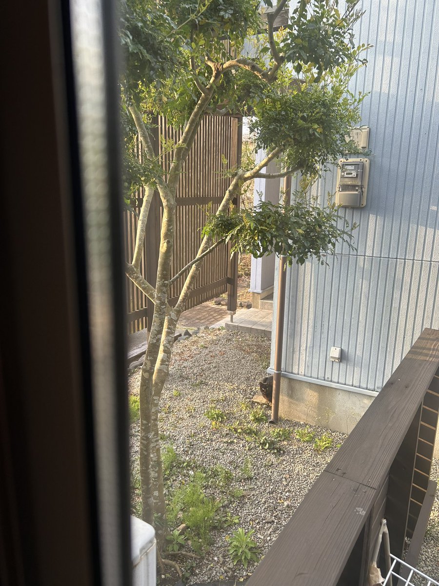オハヨー
