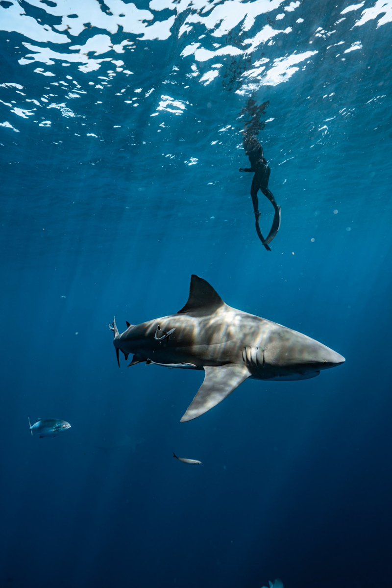 Clovis Nienow tweet media