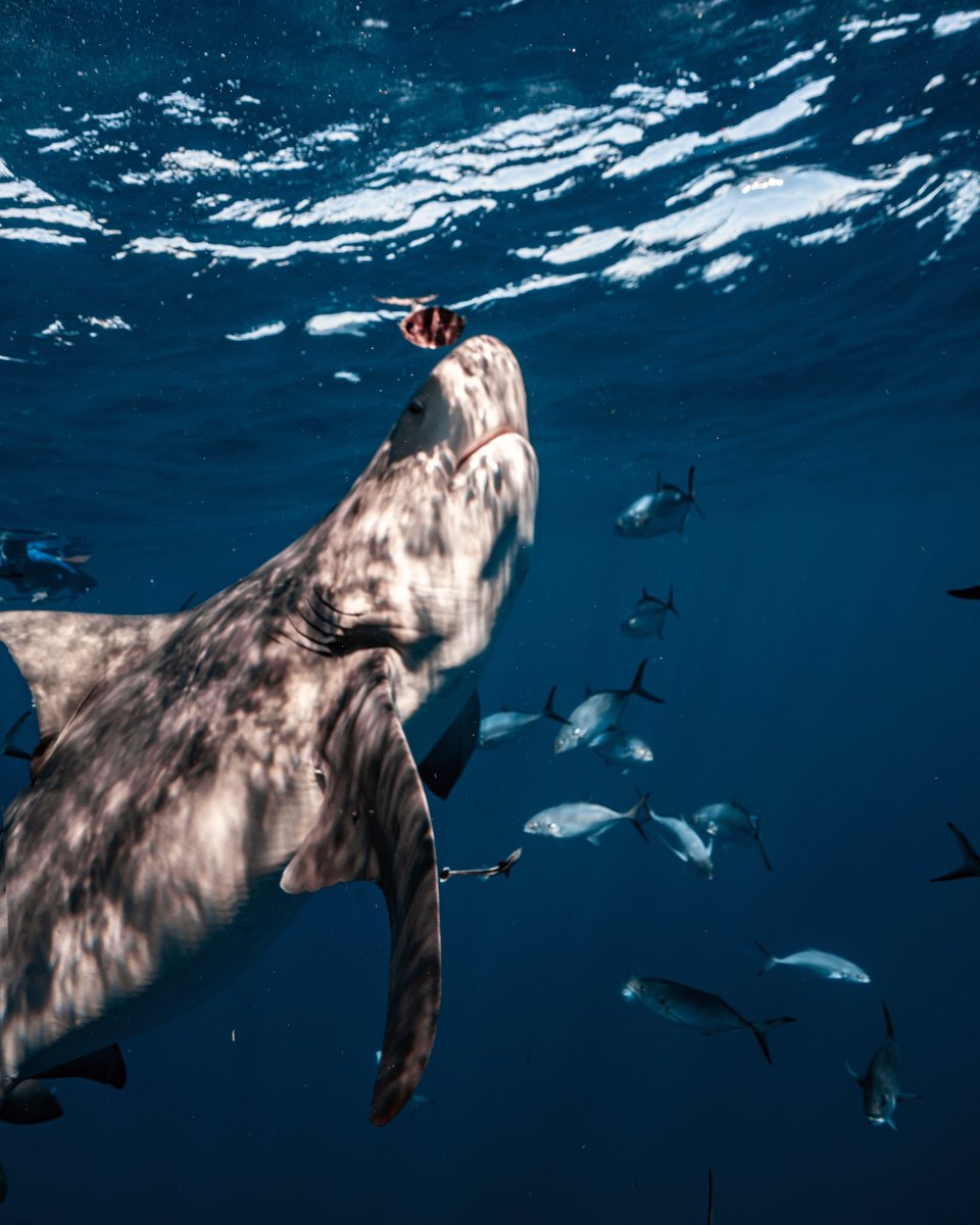 Clovis Nienow tweet media