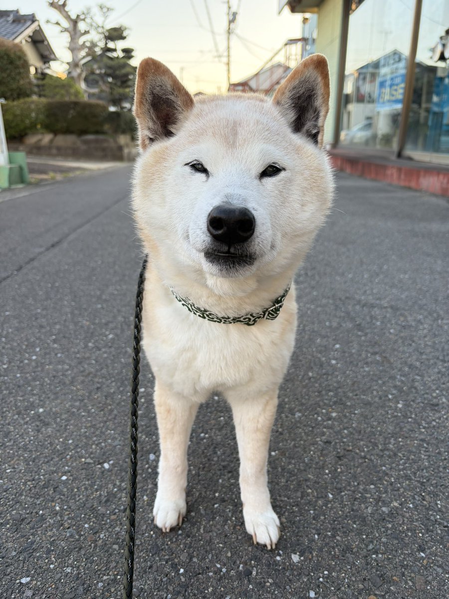 柴犬がっくん tweet media