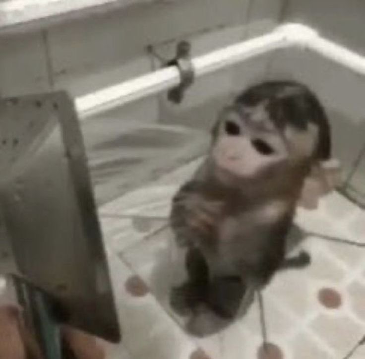 ᴅᴜᴅᴀ 🍷 tweet media