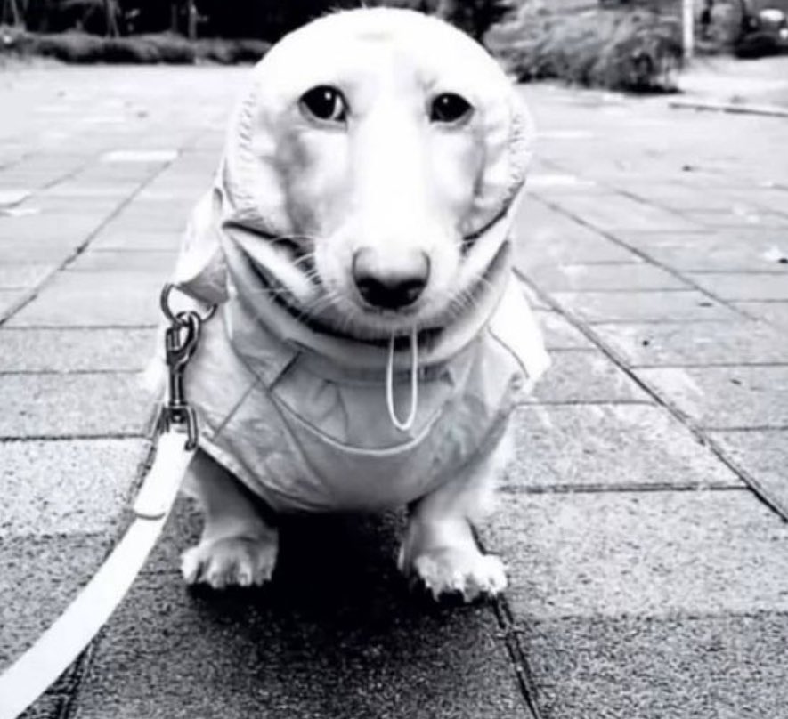 Hubson's Krypt tweet media