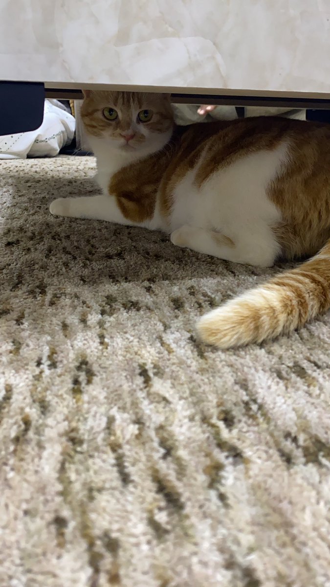 shanks | غازي tweet media