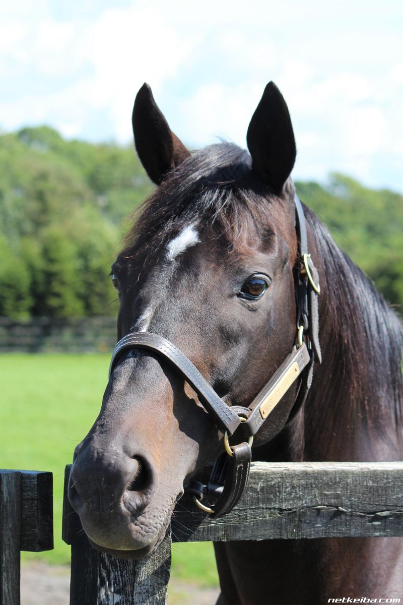 𝑹𝒊𝒏𝒊 • リニ 🐰🍪🐾 tweet media