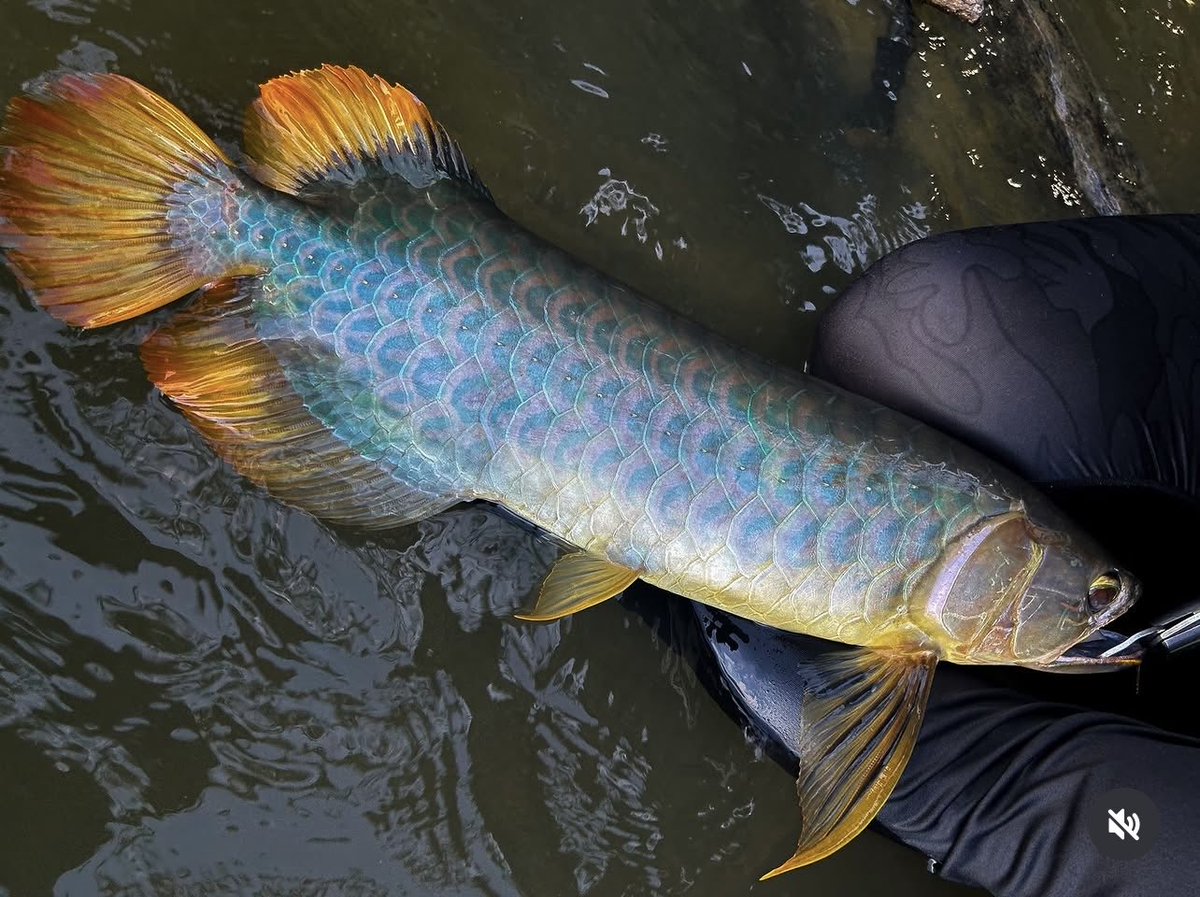 チンピたれ蔵 tweet media