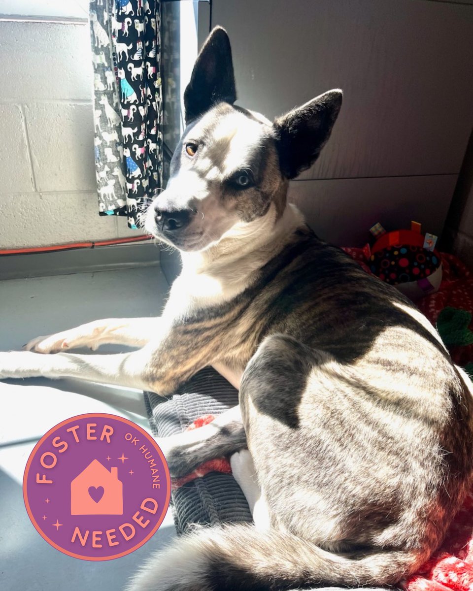 Oklahoma Humane Society tweet media