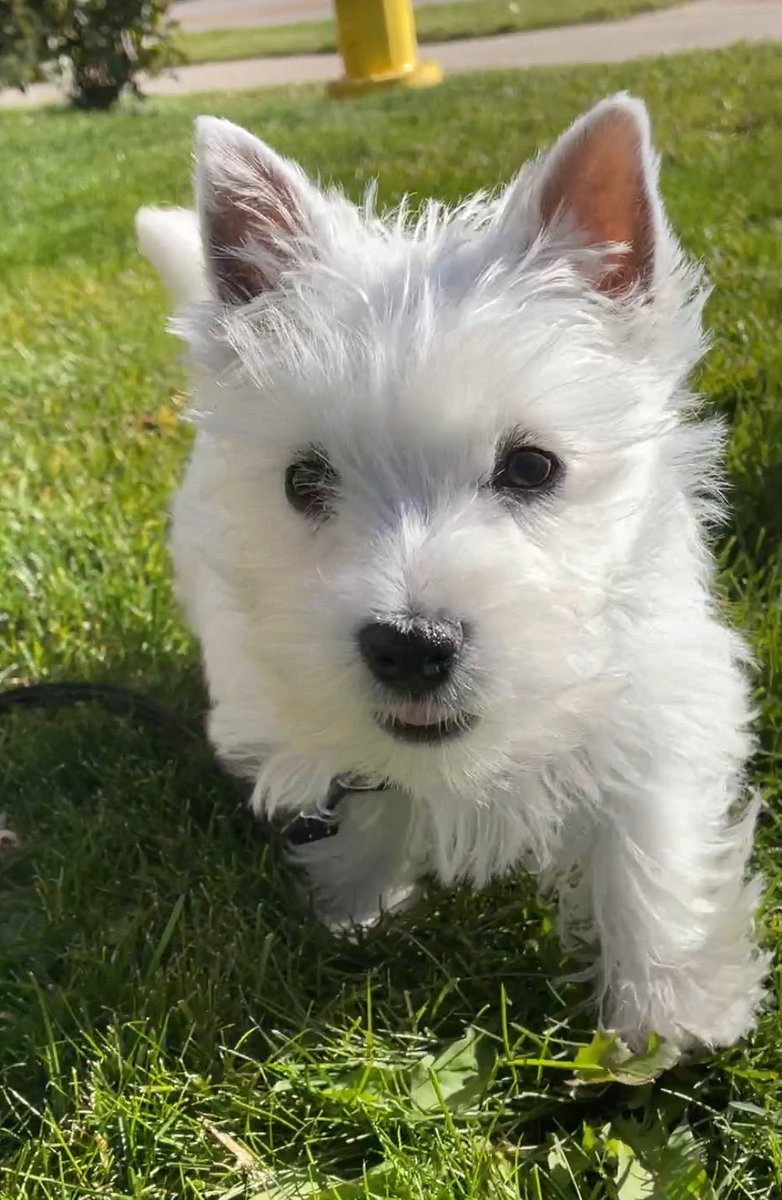 🐶 GENERAL SHORTCAKE tweet media