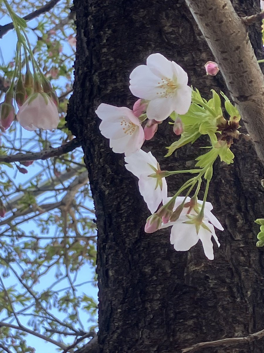 hero ☻(ヘロ) ‎‎🐾🐥 tweet media