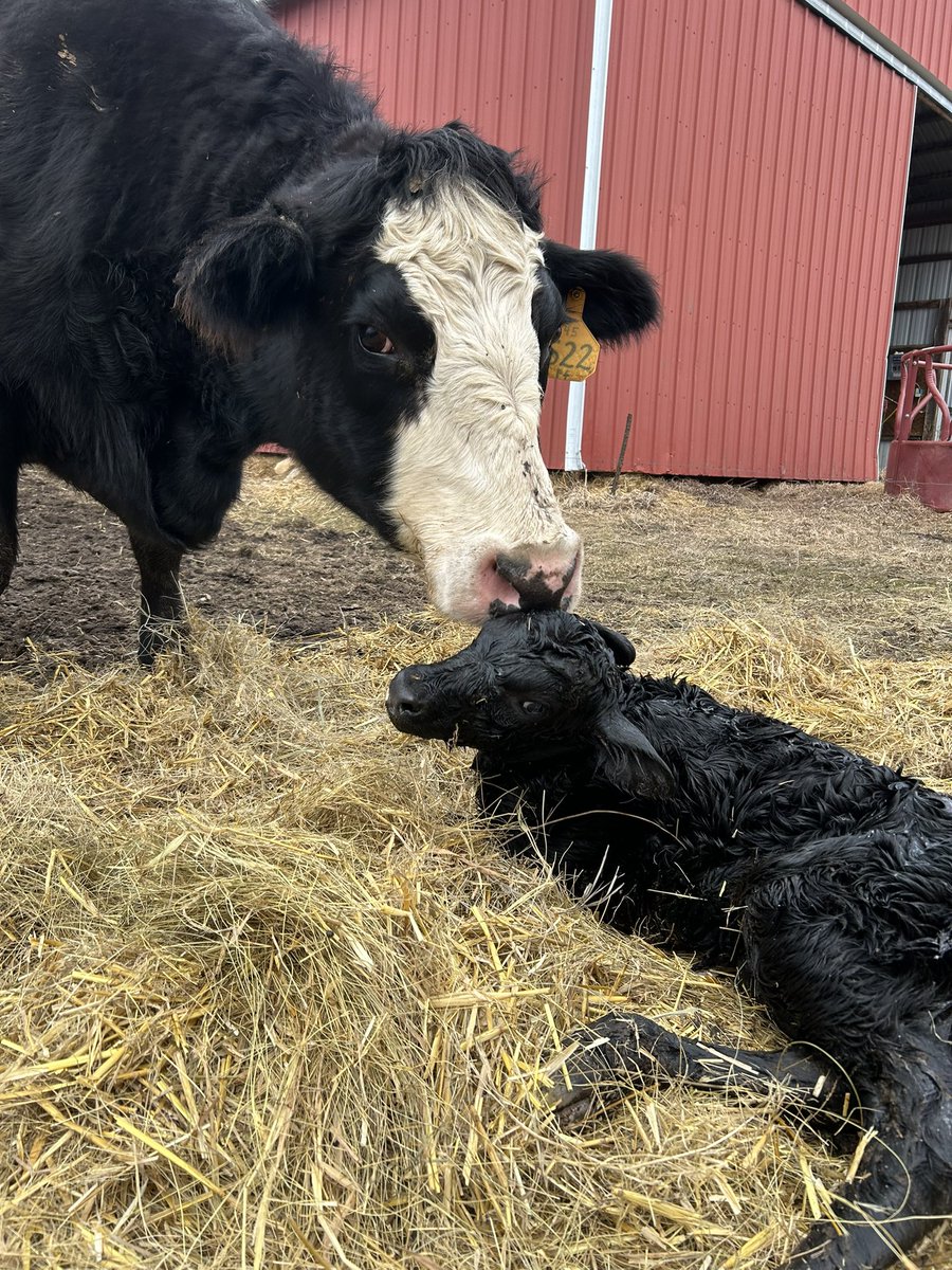 flapjack 🐄🌒 tweet media