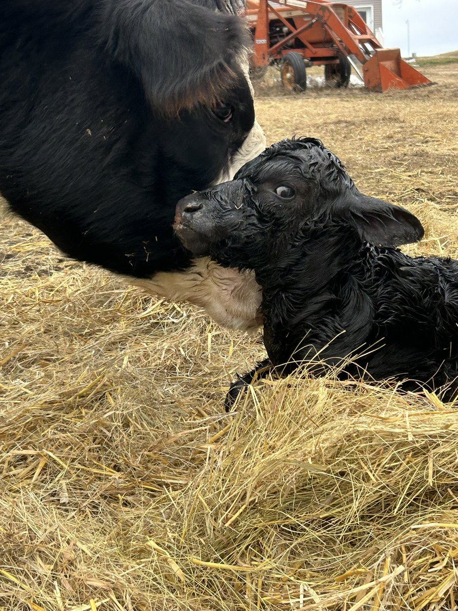 flapjack 🐄🌒 tweet media