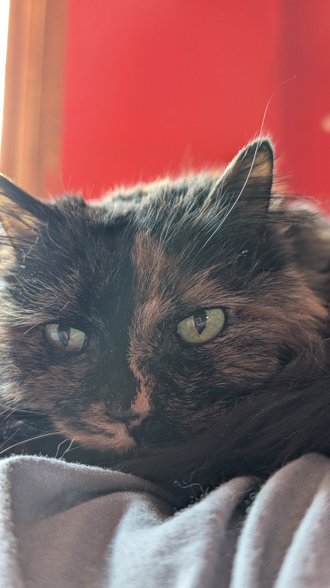 LazerothYT's tweet photo. Cat https://t.co/QhW5uR5eZL