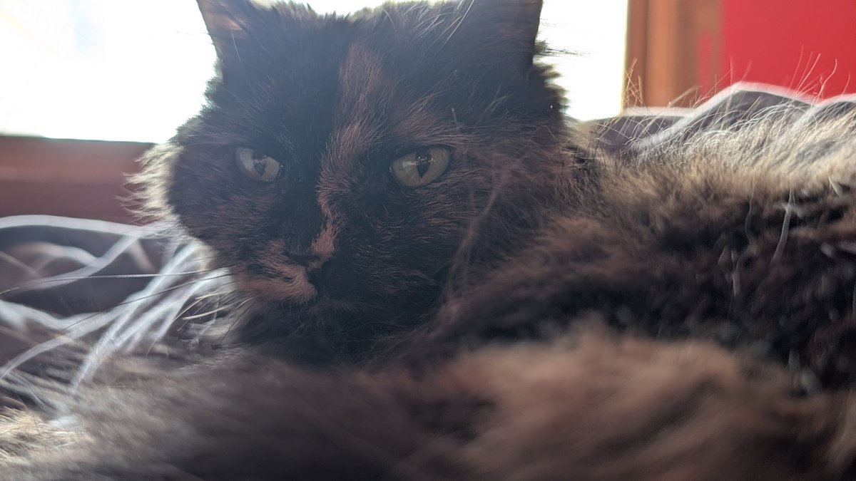 LazerothYT's tweet photo. Cat https://t.co/QhW5uR5eZL