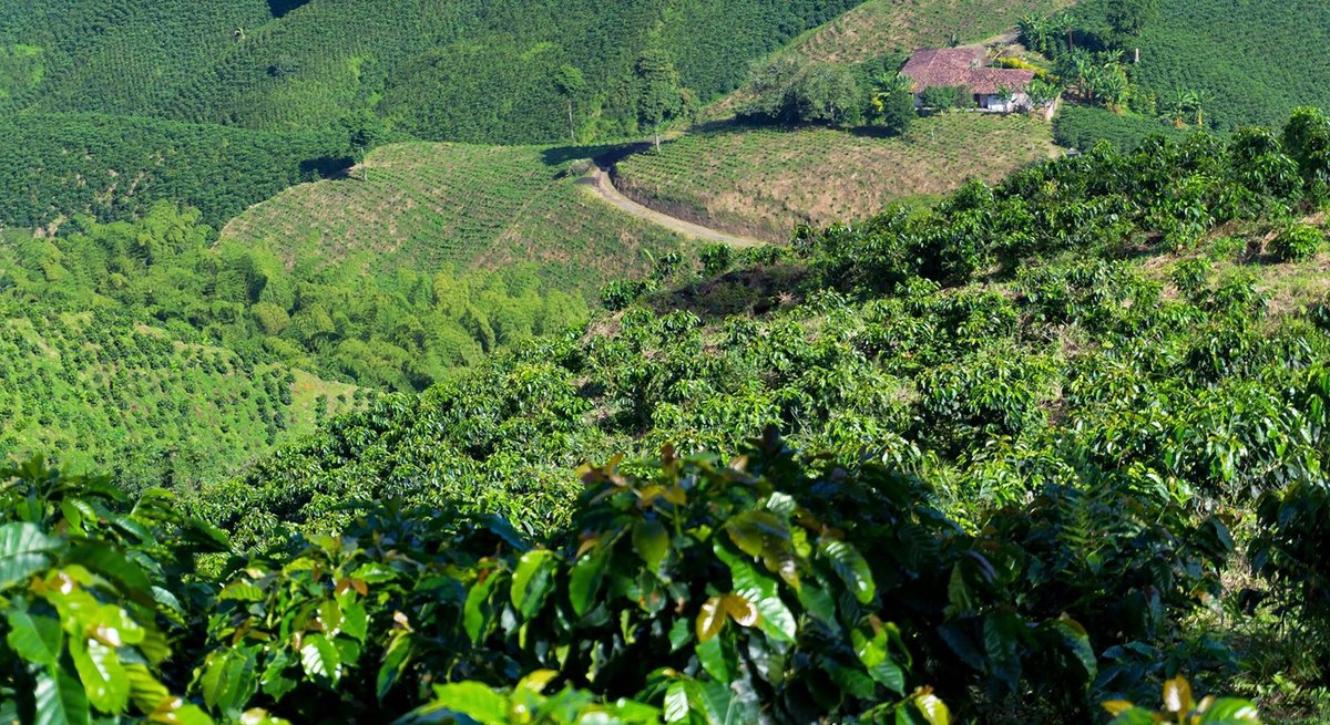 Café Trading Advisors & Judith Ganes tweet media