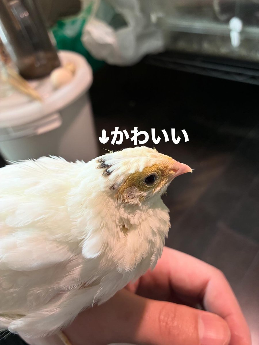 ちいさなニワトリ研究所🐓 tweet media
