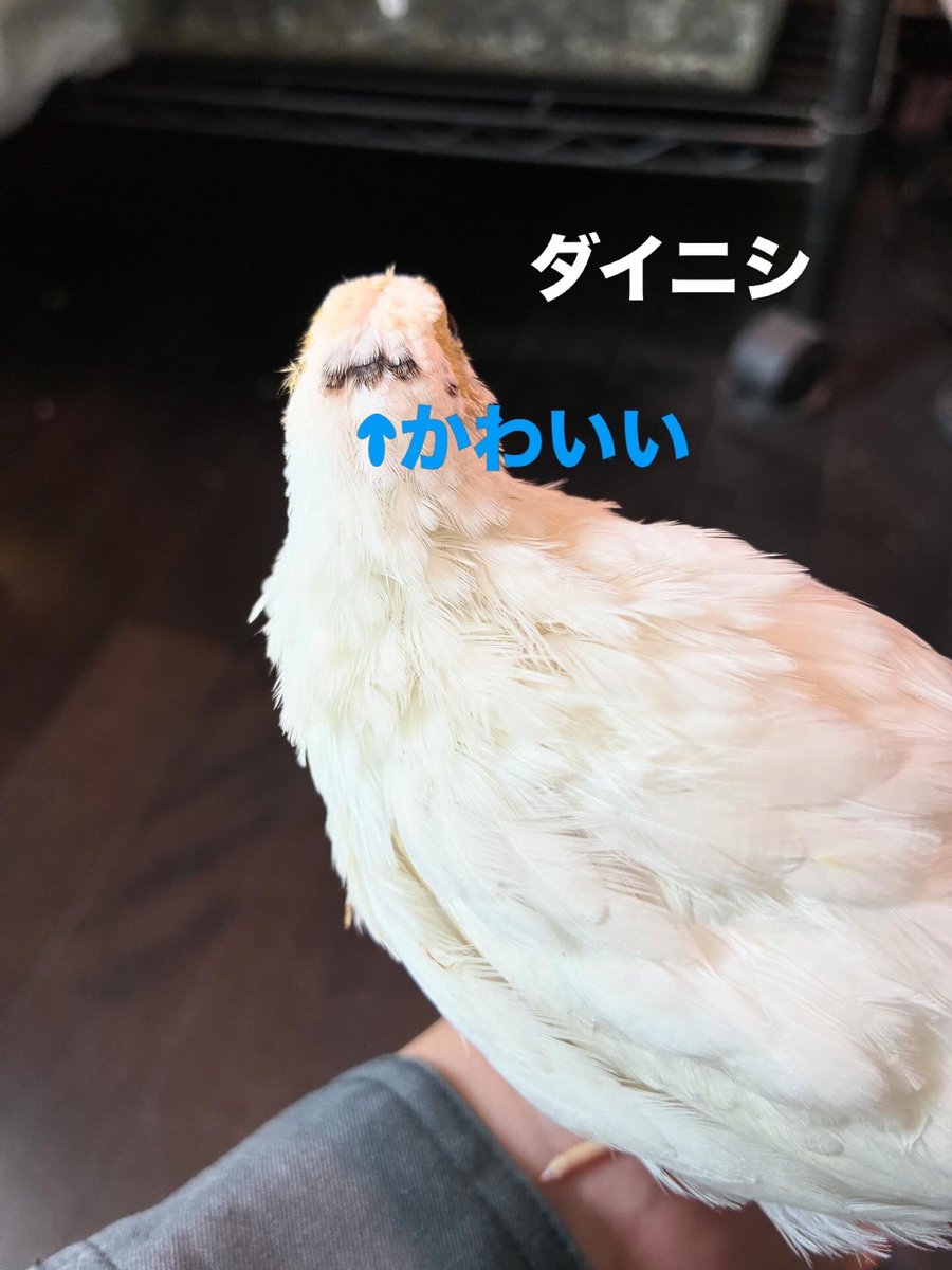 ちいさなニワトリ研究所🐓 tweet media