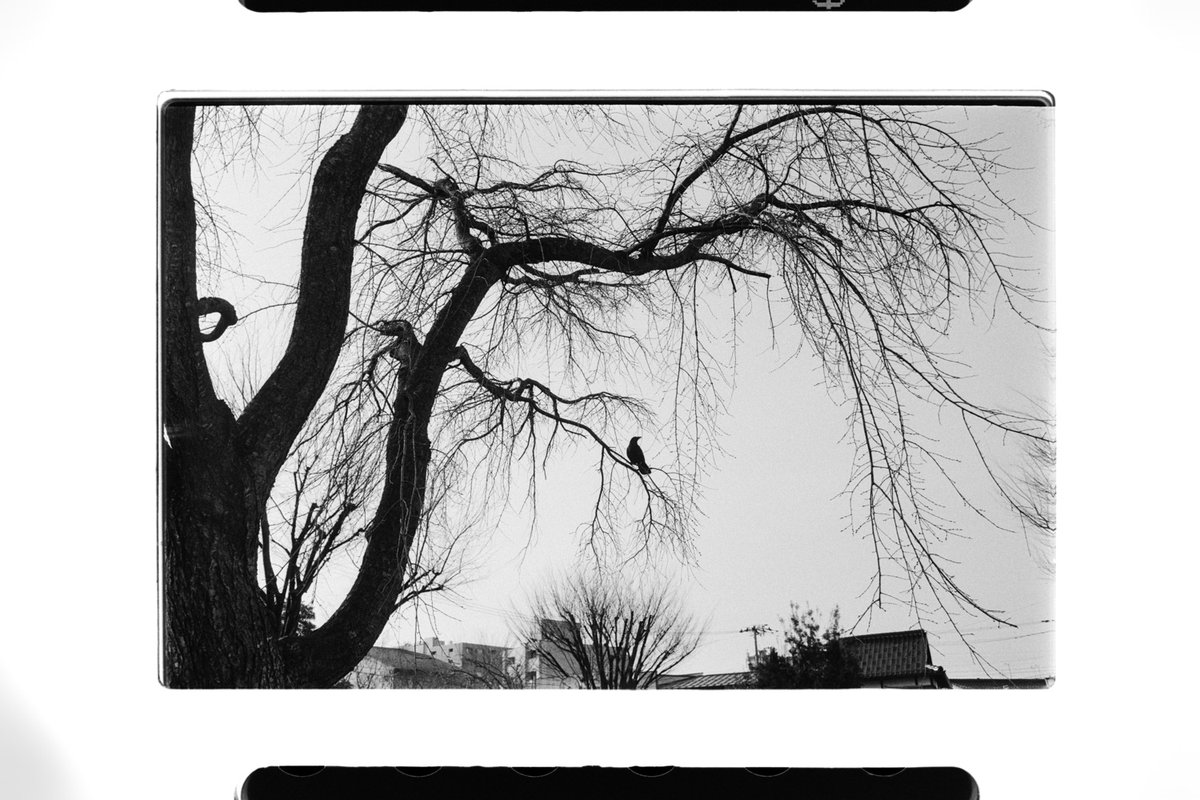 W-NIKKOR•C 3.5cm/2.5 - EASTMAN DOUBLE-X/HC-110 100倍希釈 