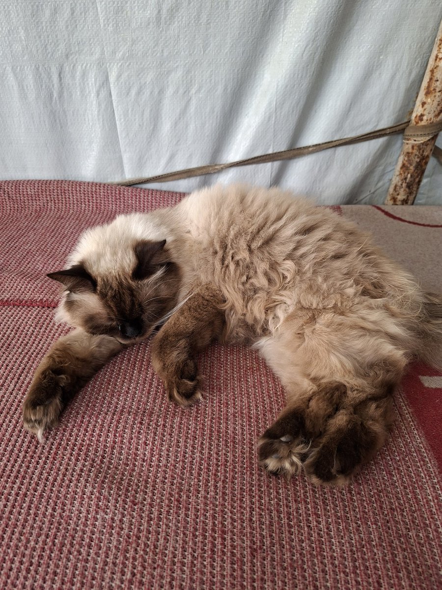 Mustafa𓂆 tweet media