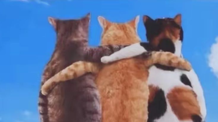 tomiαu◞ | au byler!! tweet media